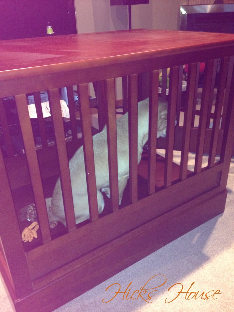 Chloe doesn't seem to like it yet...