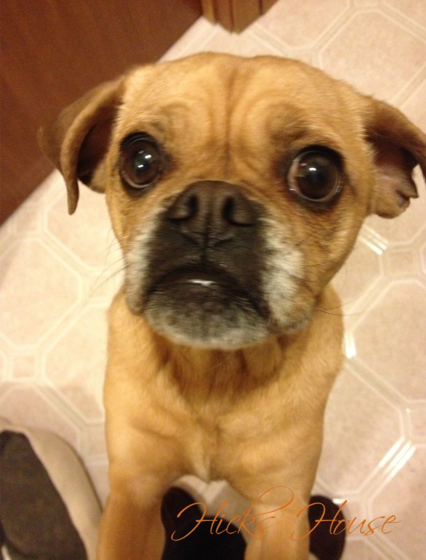 Don't let this face fool you... she isn't sorry