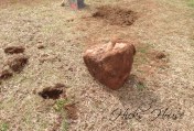 Hicks House | Rock Removal