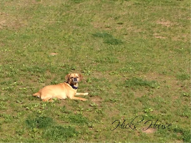 Lawn Wars | Hicks House