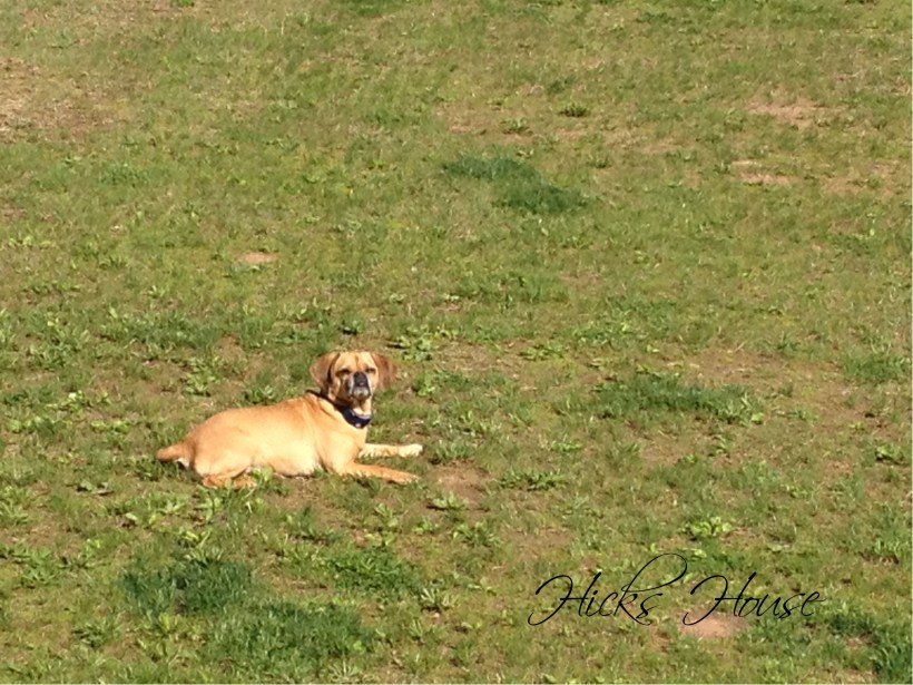 Lawn Wars | Hicks House