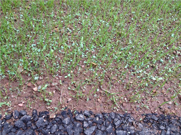 Lawn Wars | Hicks House